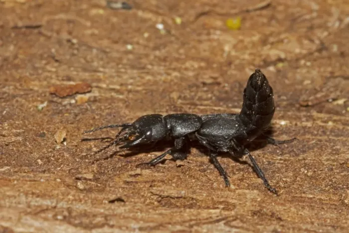 Framed Print : Devils Coach-horse Beetle (Ocypus olens) adult, with abdomen raised in defensive posture, Castilla y Leon, Spain Framed Print : Devils Coach-horse Beetle (Ocypus olens) adult, with abdomen raised in defensive posture, Castilla y Leon, Spain