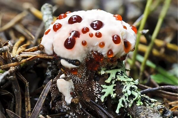 Devils Tooth Fungus (Hydnellum peckii) young fruiting body, bleeding bright red juice