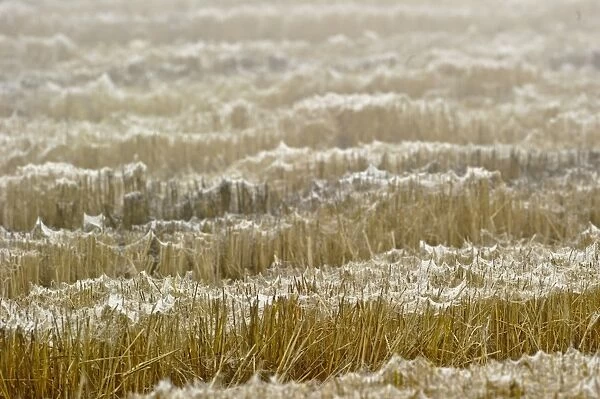 Dew covered gossamer in field, silk left by numerous ballooning spiders, Italy, november