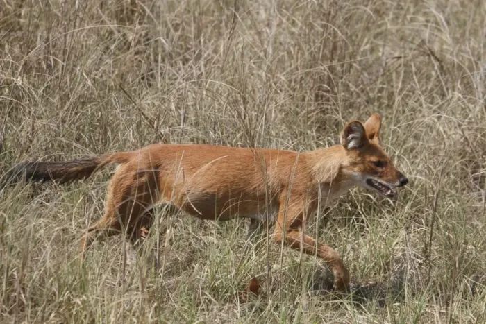 Framed Print : Dhole (Cuon alpinus) adult, walking in grass, Kanha N. P. Madhya Pradesh, India Framed Print : Dhole (Cuon alpinus) adult, walking in grass, Kanha N. P. Madhya Pradesh, India