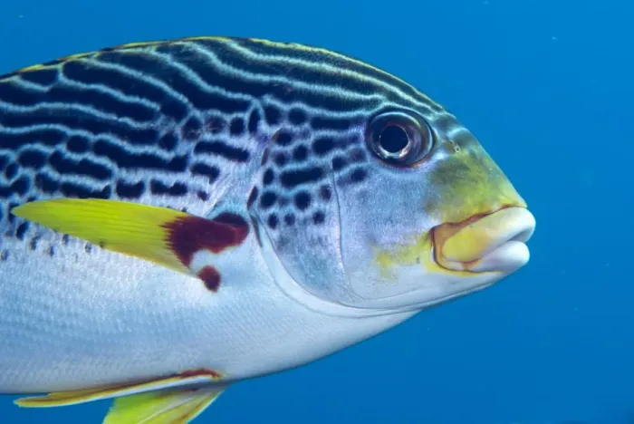 Framed Print : Diagonal-banded Sweetlips (Plectorhinchus lineatus) adult, close-up of head, Liberty Wreck, Tulamben, Bali Framed Print : Diagonal-banded Sweetlips (Plectorhinchus lineatus) adult, close-up of head, Liberty Wreck, Tulamben, Bali