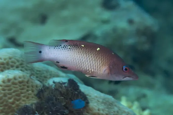 Framed Print : Diana's Hogfish (Bodianus diana) adult, swimming in reef, Tutuntute, Wetar Island, Barat Daya Islands, Lesser Sunda Islands, Maluku Province, Indonesia Framed Print : Diana's Hogfish (Bodianus diana) adult, swimming in reef, Tutuntute, Wetar Island, Barat Daya Islands, Lesser Sunda Islands, Maluku Province, Indonesia