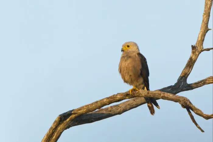 Framed Print : Dickinson's Kestrel (Falco dickinsoni) adult female, perched on branch, Okavango Delta, Botswana Framed Print : Dickinson's Kestrel (Falco dickinsoni) adult female, perched on branch, Okavango Delta, Botswana