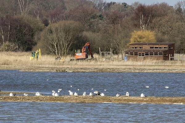 Diggers working next to North Hide, East Scrape RSPB Minsmere Suffolk. Lesser black backed Gulls and Avocets