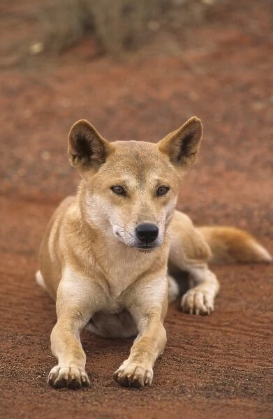 Dingo (Canis familiaris dingo) adult, laying on sand, Uluru-Kata Tjuta N. P. Northern Territory, Australia