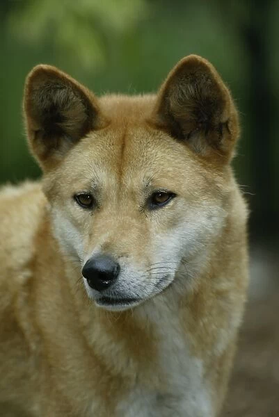 Dingo (Canis familiaris dingo) Portrait - Australia
