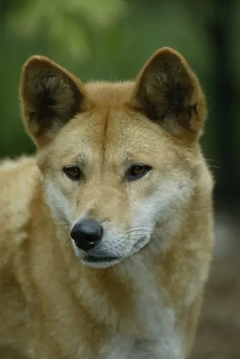 Framed Print : Dingo (Canis familiaris dingo) Portrait - Australia Framed Print : Dingo (Canis familiaris dingo) Portrait - Australia