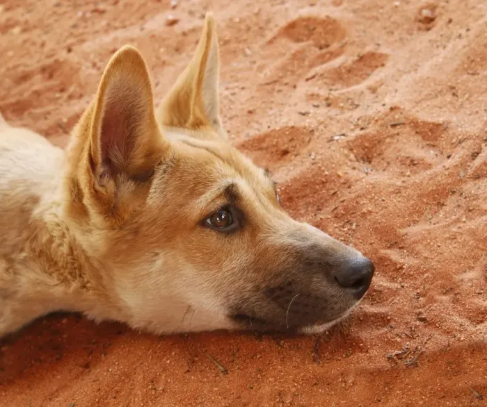 Framed Print : Dingo (Canis familiaris dingo) pup, close-up of head, resting on sand, rescued individual used by park rangers for Framed Print : Dingo (Canis familiaris dingo) pup, close-up of head, resting on sand, rescued individual used by park rangers for