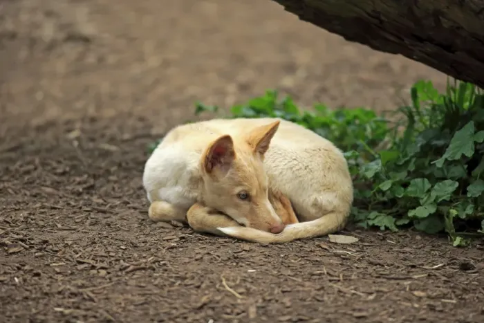 Framed Print : Dingo (Canis familiaris dingo) pup, resting, Australia, November Framed Print : Dingo (Canis familiaris dingo) pup, resting, Australia, November