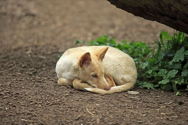Dingo (Canis familiaris dingo) pup, resting, Australia, November