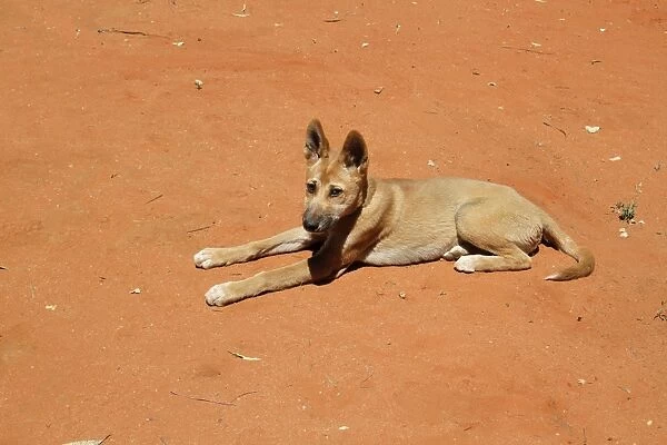 Dingo (Canis familiaris dingo) pup, resting on sand, rescued individual used by park rangers for education