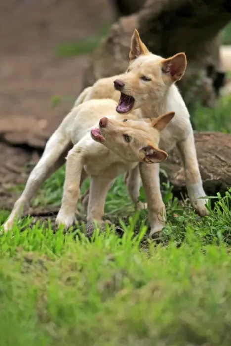 Framed Print : Dingo (Canis familiaris dingo) two pups, playfighting, Australia, November Framed Print : Dingo (Canis familiaris dingo) two pups, playfighting, Australia, November