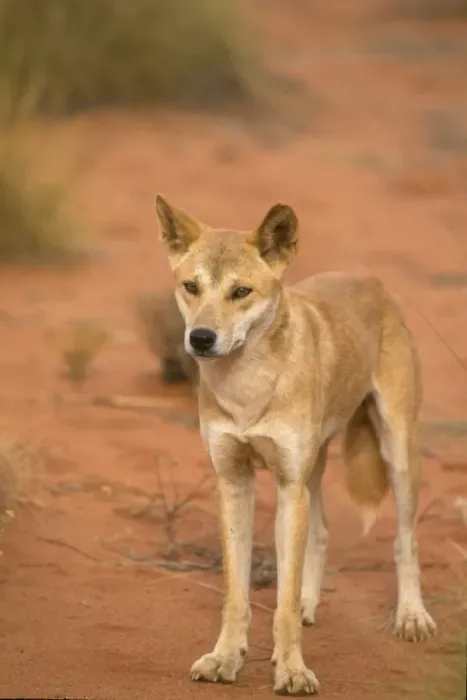 Framed Print : Dingo (Canis familiaris dingo) Standing - close-up - Australia Framed Print : Dingo (Canis familiaris dingo) Standing - close-up - Australia