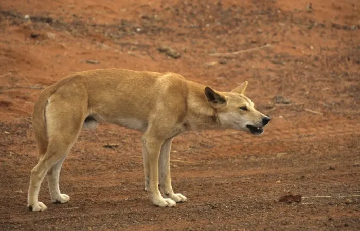 Framed Print : Dingo (Canis familiaris) Male - Ayers Rock, Australia Framed Print : Dingo (Canis familiaris) Male - Ayers Rock, Australia