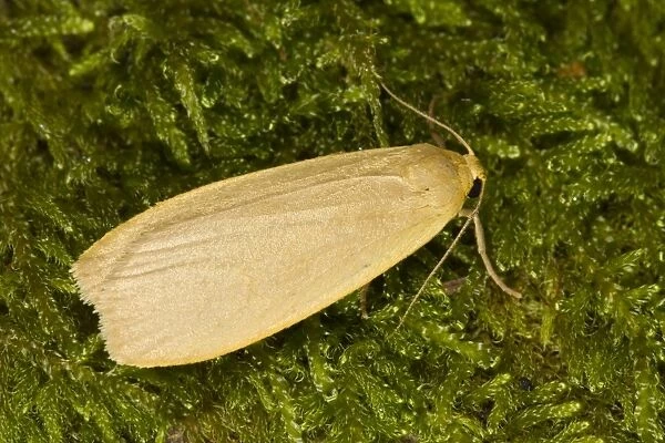 Dingy Footman (Collita griseola) adult, resting on moss, Powys, Wales, July