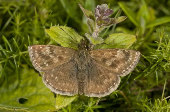 Framed Print : Dingy Skipper (Erynnis tages tages) second brood adult, on chalk downland, Wiltshire, England, August