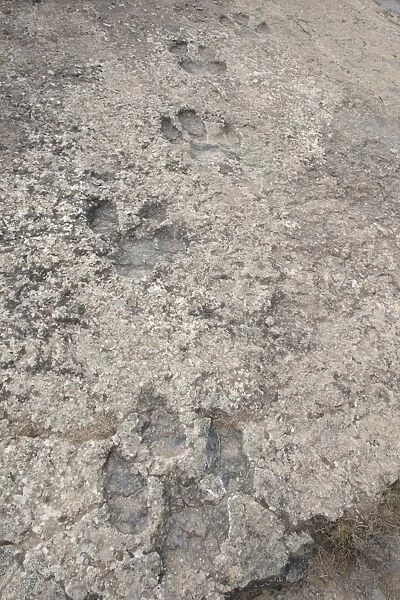 Dinosaur footprints in fossilised riverbed, Enciso, La Rioja, Spain, September
