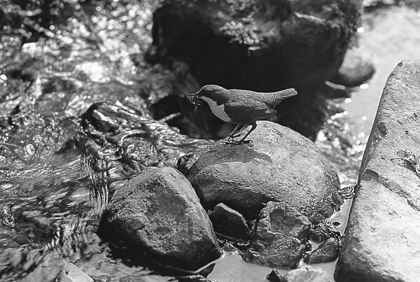 Dipper at Nest Doldowlod Wales. Taken in 1937 by Eric Hosking