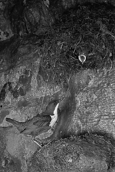 Dipper at Nest Doldowlod Wales. Taken in 1954 by Eric Hosking