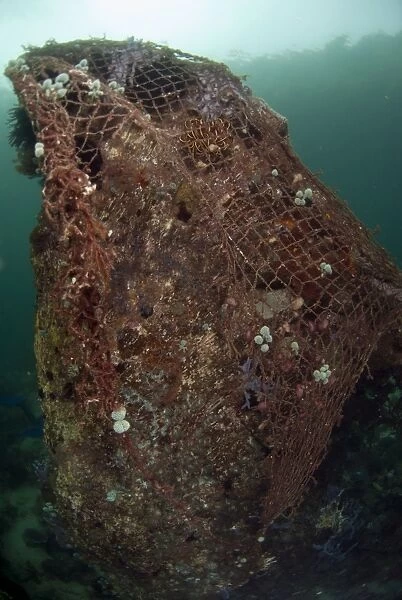 Discarded fishing net caught over rock with coral, Kalabahi Bay, Alor Island, Alor Archipelago, Lesser Sunda Islands