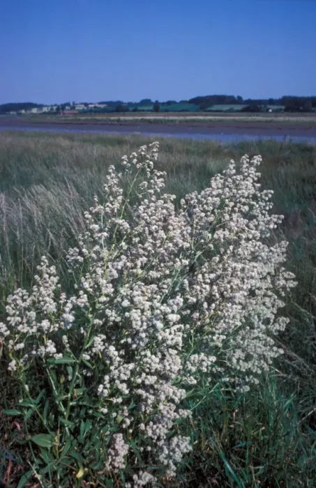 Framed Print : Dittander (Lepidium latifolium) Large clump in flower  /  river in background
