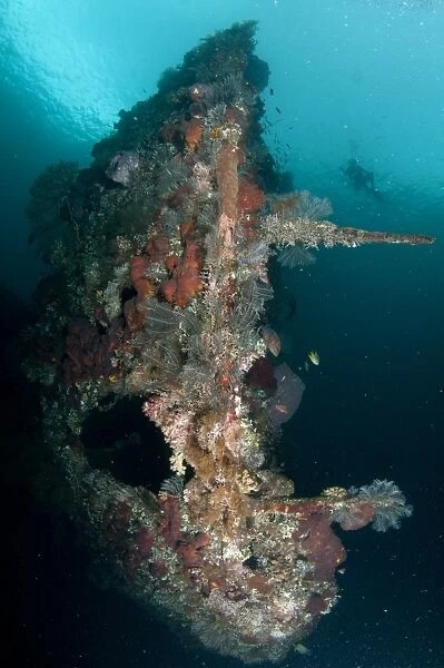 Diver swimming near coral encrusted shipwreck, USAT Liberty (US Army transport ship torpedoed during WWII), Tulamben