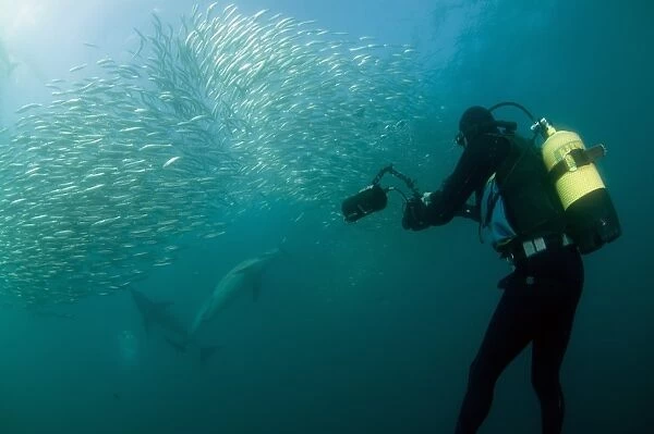 Diver with underwater camera, photographing Long-beaked Common Dolphin (Delphinus capensis) adults, feeding on baitball school of small bait fish, offshore Port St. Johns, Wild Coast, Eastern Cape (Transkei), South Africa