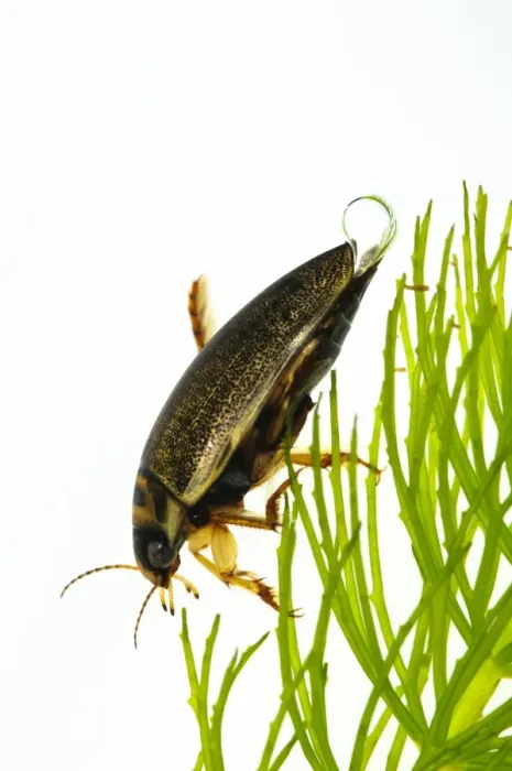 Framed Print : Diving Beetle (Rhantus frontalis) adult, with air bubble protruding from elytra, clambering over pondweed