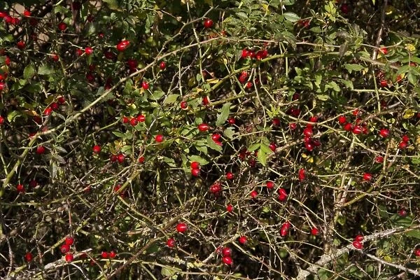 Dog Rose with autumn hips