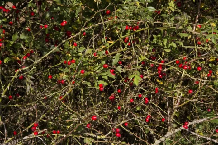 Framed Print : Dog Rose with autumn hips