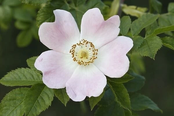 Dog Rose (Rosa canina) close-up of flower, Felmingham, Norfolk, England, June