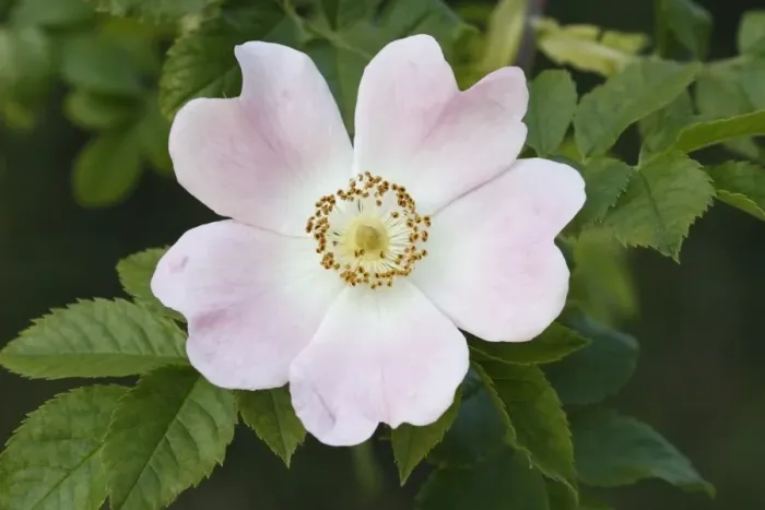 Framed Print : Dog Rose (Rosa canina) close-up of flower, Felmingham, Norfolk, England, June