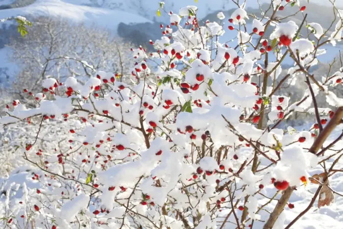 Framed Print : Dog Rose (Rosa canina) fruit, covered with snow, Powys, Wales, november