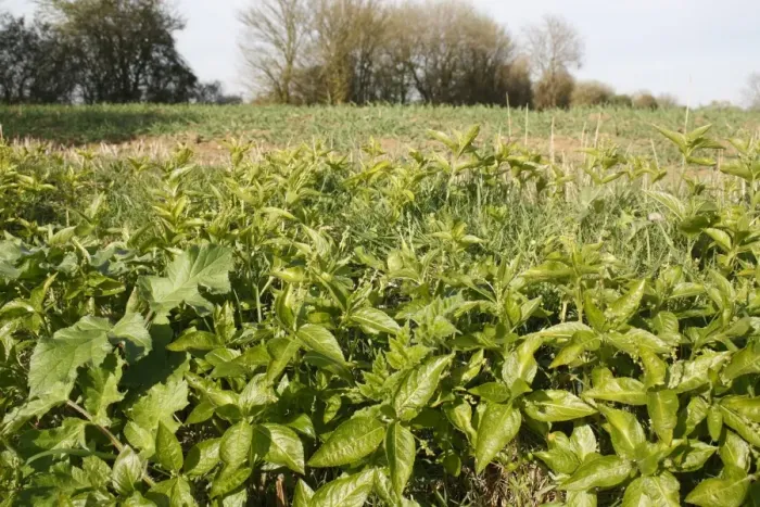 Framed Print : Dog's Mercury (Mercularis perennis) flowering, growing in ditch beside arable field, Bacton, Suffolk, England, april Framed Print : Dog's Mercury (Mercularis perennis) flowering, growing in ditch beside arable field, Bacton, Suffolk, England, april