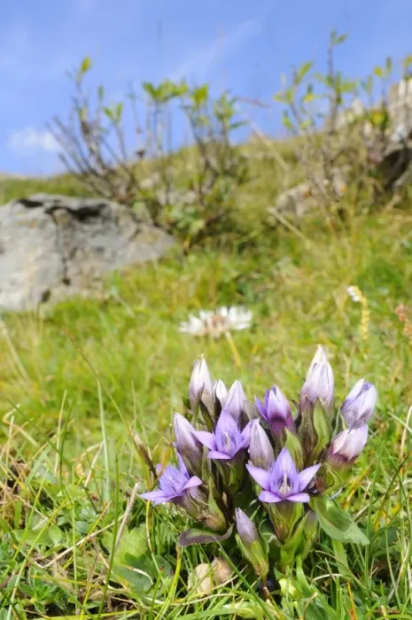 Framed Print : Dolomitian Gentian (Gentianella anisodonta) flowering, growing in montane habitat, Italian Alps, Italy, september Framed Print : Dolomitian Gentian (Gentianella anisodonta) flowering, growing in montane habitat, Italian Alps, Italy, september
