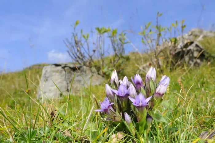 Framed Print : Dolomitian Gentian (Gentianella anisodonta) flowering, growing in montane habitat, Italian Alps, Italy, september Framed Print : Dolomitian Gentian (Gentianella anisodonta) flowering, growing in montane habitat, Italian Alps, Italy, september