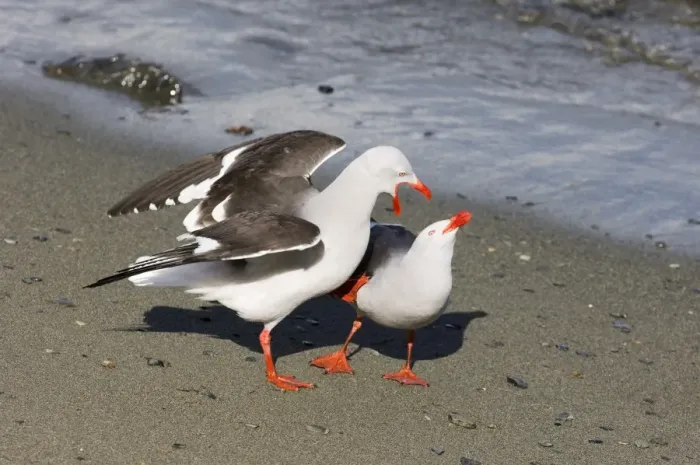 Framed Print : Dolphin Gull (Larus scoresbii) adult pair, in courtship display on beach, Beagle Channel, Tierra del Fuego, Argentina, november Framed Print : Dolphin Gull (Larus scoresbii) adult pair, in courtship display on beach, Beagle Channel, Tierra del Fuego, Argentina, november