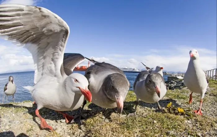 Framed Print : Dolphin Gull (Larus scoresbii) adults and immatures, flock on seafront, Ushuaia, Beagle Channel, Tierra del Fuego, Argentina, november