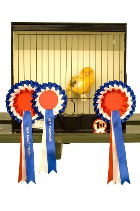 Framed Print : Domestic Canary (Serinus canaria domestica) adult, champion in cage with rosettes Framed Print : Domestic Canary (Serinus canaria domestica) adult, champion in cage with rosettes