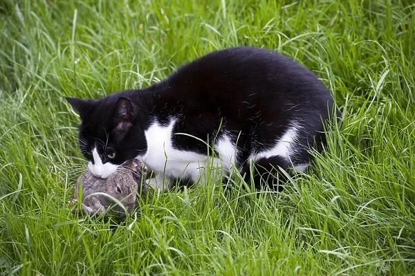 Domestic Cat, adult, with freshly caught European Rabbit (Oryctolagus cuniculus) young, England, July