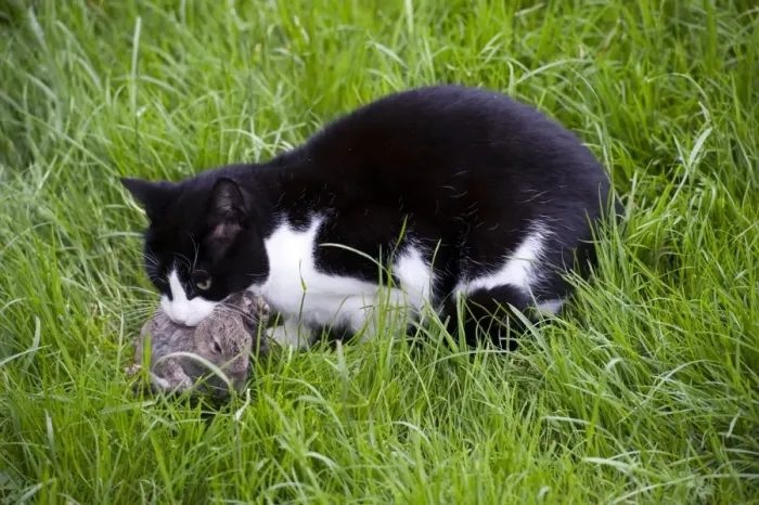 Framed Print : Domestic Cat, adult, with freshly caught European Rabbit (Oryctolagus cuniculus) young, England, July Framed Print : Domestic Cat, adult, with freshly caught European Rabbit (Oryctolagus cuniculus) young, England, July