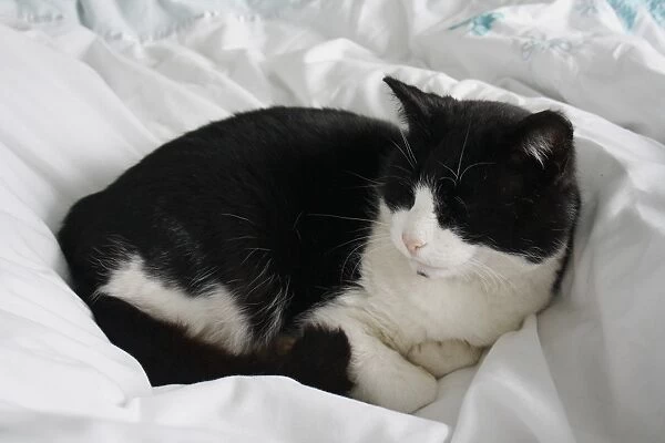 Domestic Cat, adult male, sleeping on bed, Suffolk, England, april