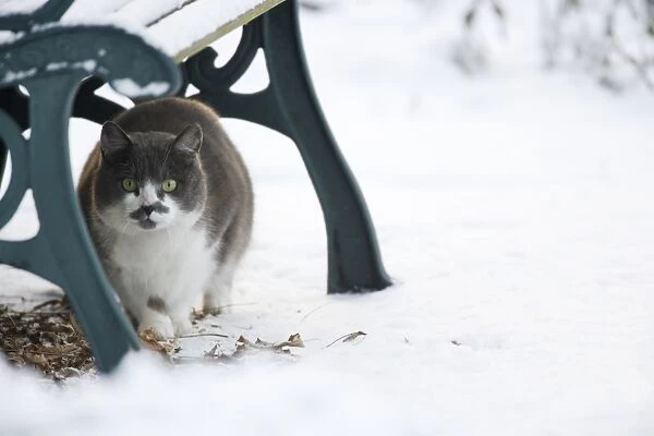 Domestic Cat, adult, sheltering under bench in snow covered garden, Essex, England, january