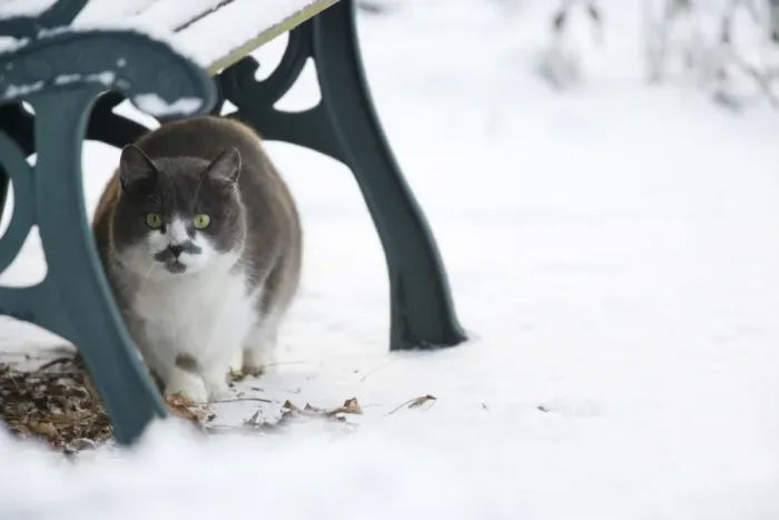 Framed Print : Domestic Cat, adult, sheltering under bench in snow covered garden, Essex, England, january Framed Print : Domestic Cat, adult, sheltering under bench in snow covered garden, Essex, England, january