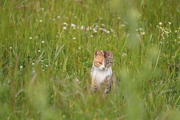 Domestic Cat, adult, sitting in long grass, Lesvos, Greece, april