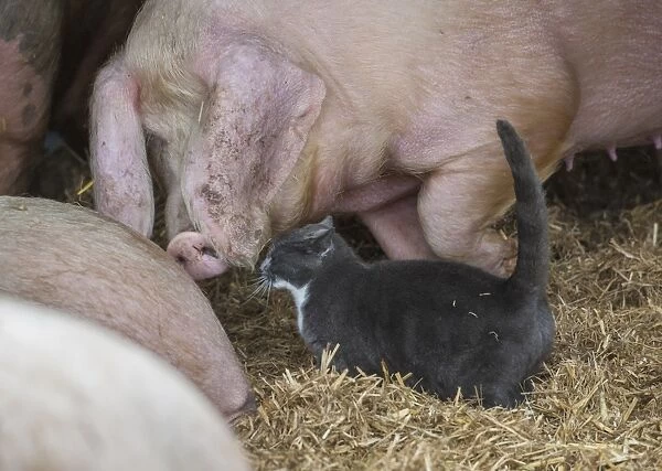 Domestic Cat, adult, standing with Domestic Pig, sow, on straw bedding, Rotherham, South Yorkshire, England, February
