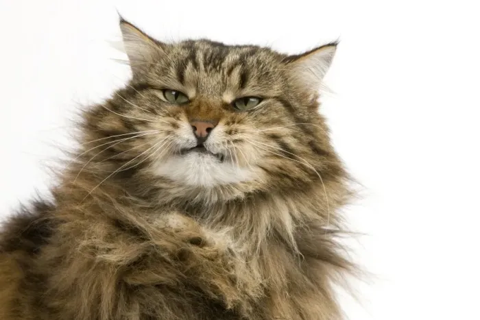 Framed Print : Domestic Cat, Angora, adult male, snarling, close-up of head Framed Print : Domestic Cat, Angora, adult male, snarling, close-up of head