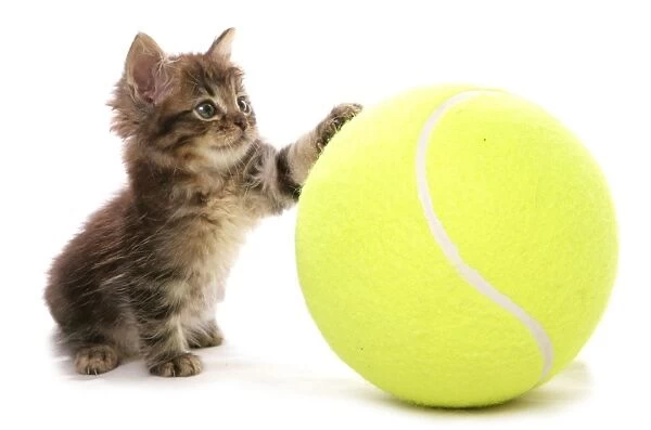 Domestic Cat, Asian, kitten, playing with tennis ball