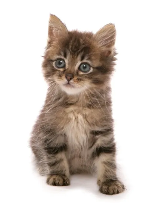 Framed Print : Domestic Cat, Asian, kitten, sitting Framed Print : Domestic Cat, Asian, kitten, sitting