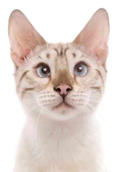 Domestic Cat, Bengal, blue-eyed snow marbled, adult, close-up of head
